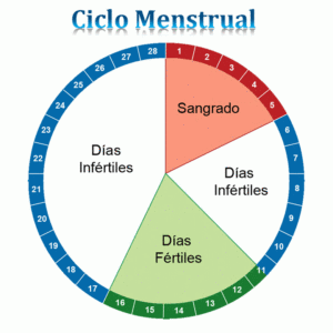 ciclos menstruales