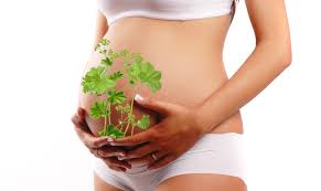 plantas medicinales para aumentar la fertilidad